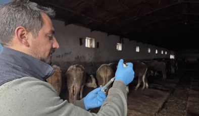 Kars’ta Şap Hastalığına Karşı Yoğun Aşı Programı Uygulanıyor